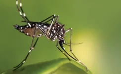Dhaka dengue death toll climbs as city hall sprays vintage malathion.webp