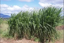 Chinese super grass from Mwangi takes over Namanga ranches.webp