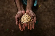Mohamad Sabu's new law to control all crop seeds in Malaysia.webp