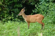 Margalla Hills deer killing scandal erupts as Islamabad reels from poaching fury.webp