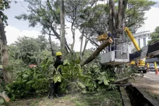 Penang mega‑projects rip out ancient trees as activists rage over vanishing canopy.webp