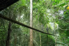 Selangor's FRIM Forest Park lands Unesco World Heritage glory as Malaysia cheers.webp