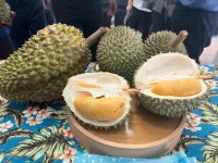 Penang chief's durian binge triggers frenzy as 300kg vanish in wild hour.webp