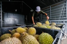 Malaysia's wild weather chaos leaves prized Tupai King durians trapped at home.webp