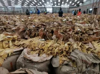 Zimbabwe farmers praise child labor for their tobacco success.webp