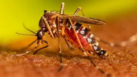 DGHS watches as dengue plague cripples Dhaka and Barishal.webp