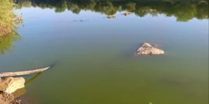 Zimbabwe blames South Africa for toxic green sludge in Limpopo.webp