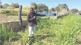 Government scrambles in Matabeleland after 19,000 cattle die.webp