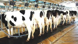 Old Dairy Act buries Zimbabwe farmers with 26 permits, steep fees.webp