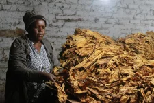 Steve Riley and Zimbabwean farmers reap a 340 million kg tobacco bonanza.webp