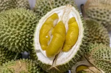 Durian orchard tragedy as elderly man found dead in Kuala Klawang shooting.webp