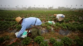Nearly 8000 Jamaicans head overseas for farm work as the government boosts support.webp