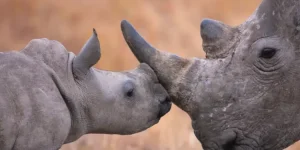 Chinese national arrested in Harare with rhino horns and ivory worth US$246K.webp