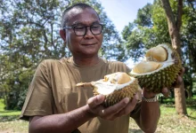 Mardi plans to introduce three new durian varieties within two years.webp