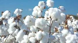 Seed cotton deliveries jump 78 percent as Cottco leads contractor purchases in Zimbabwe.webp