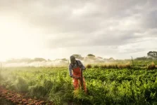 Mhlanga's FAO gives phones to transform Rwanda agriculture.webp