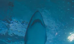 Swimmer hospitalized after shark attack at Hollywood Beach.webp