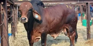 Brahman bull fetches record $40,000 from Masuku in Mt Hampden.webp