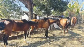 Mounted police restore order at Vubachikwe Mine as illegal miners flee Gwanda village.webp