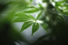 Customs seize over RM10 million in cannabis at Rantau Panjang Free Duty Zone.webp