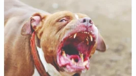 Fatal dog attacks in Harare's Ward 41 spark crackdown on dangerous breeds and owners.webp