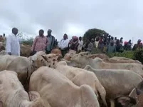 Halake rebuilds goat herd in Moyale as SRAPLEA 2 project sparks new hope.webp