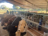 Eagle Italian Shoes milks Bubi youth crisis for Queen's Dairy.webp
