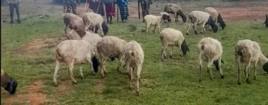 Samburu elders and police track down stolen livestock in Laikipia.webp