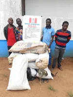 NDLEA destroys 18000kg of cannabis, arrests four in Ugbogui, Edo.webp