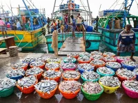 Rajiv Singh's big Lakshadweep tuna plan.webp