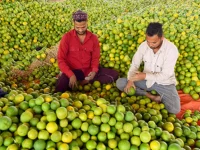 Pune to host Rs300cr clean plant centre for grapes.webp