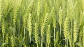New Limpopo and Zambezi wheat a big hit at DCK Farms.webp