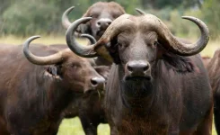Chobe River buffalo crush, Namibia shares meat, Hamunyela.webp