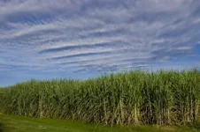Sugarcane worker finds mystery corpse, Masvingo on edge.webp