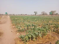 Gokwe women crush hunger with veggie hustle.webp