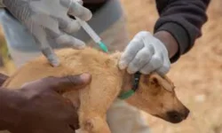 Dr Muhammed says your dog wants to kill your kids.webp