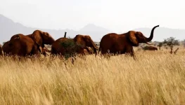 Armed Herders Invade Tsavo East National Park.webp
