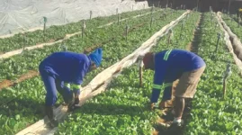 Kutsaga Halves Seedling Prices to Help Farmers.webp