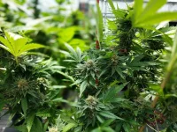 Guyana cops torch $409M cannabis farm, find guns.webp