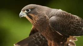 New Zealand falcon wins Bird of the Year with 21 percent vote.webp