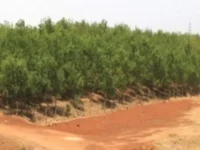 Cobra 208 busts Maoist bomb hoard in Bijapur woods.webp