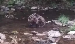 Rescued bear dies from infection near Smolyan.webp