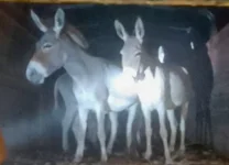 Six arrested in Garissa for stealing six donkeys.webp