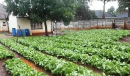 Dr Masuka to Harare poor - stop farming and go hungry.webp