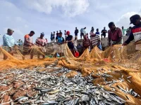 Dr Abhilaksh Likhi discovers Indian fishers need ice boxes.webp