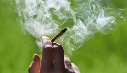 Vertanical's low-THC drug cuts back pain without high.webp