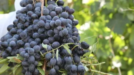 Sardasht grape farmers robbed blind by middlemen.webp