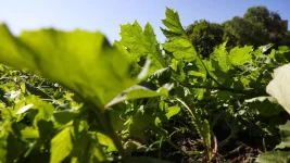 Leningrad region hogweed violators hit with fines.webp