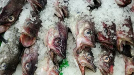 St. Petersburg salmon craze leaves other fish behind.webp