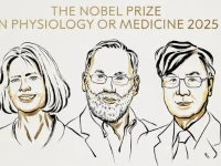 Scientists win Nobel for finding cells that stop body attacks.webp
